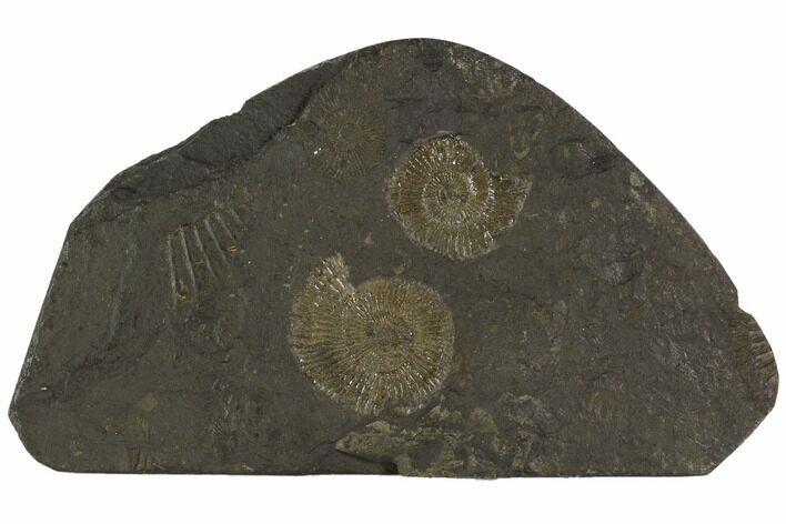 Dactylioceras Ammonite Cluster - Posidonia Shale, Germany #100265